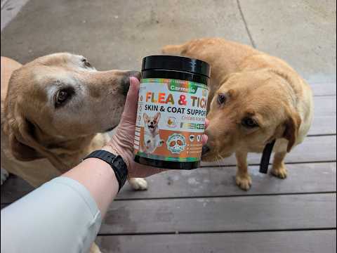 Say Goodbye to Fleas: Natural Chewable Prevention for Dogs by [Brand]